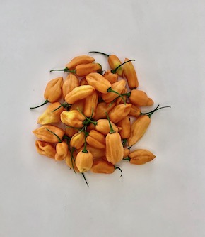 Fresh Apricot Habanero Chillies (Mild) 50g