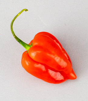 Fresh Habanero Chillies Hot 50g Specialist Mexican Cooking Producer Cool Chile