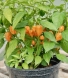 Orange Habanero Chilli Seeds