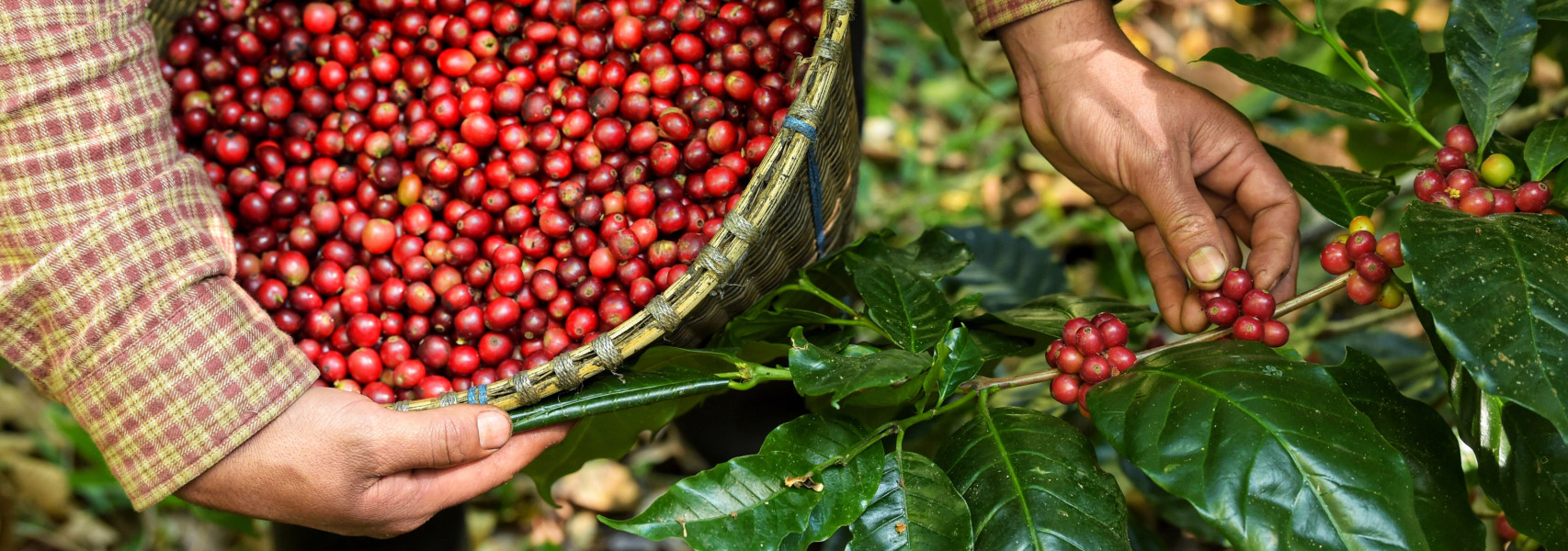 Café de la Olla: How to Prepare Traditional Mexican Coffee - banner image