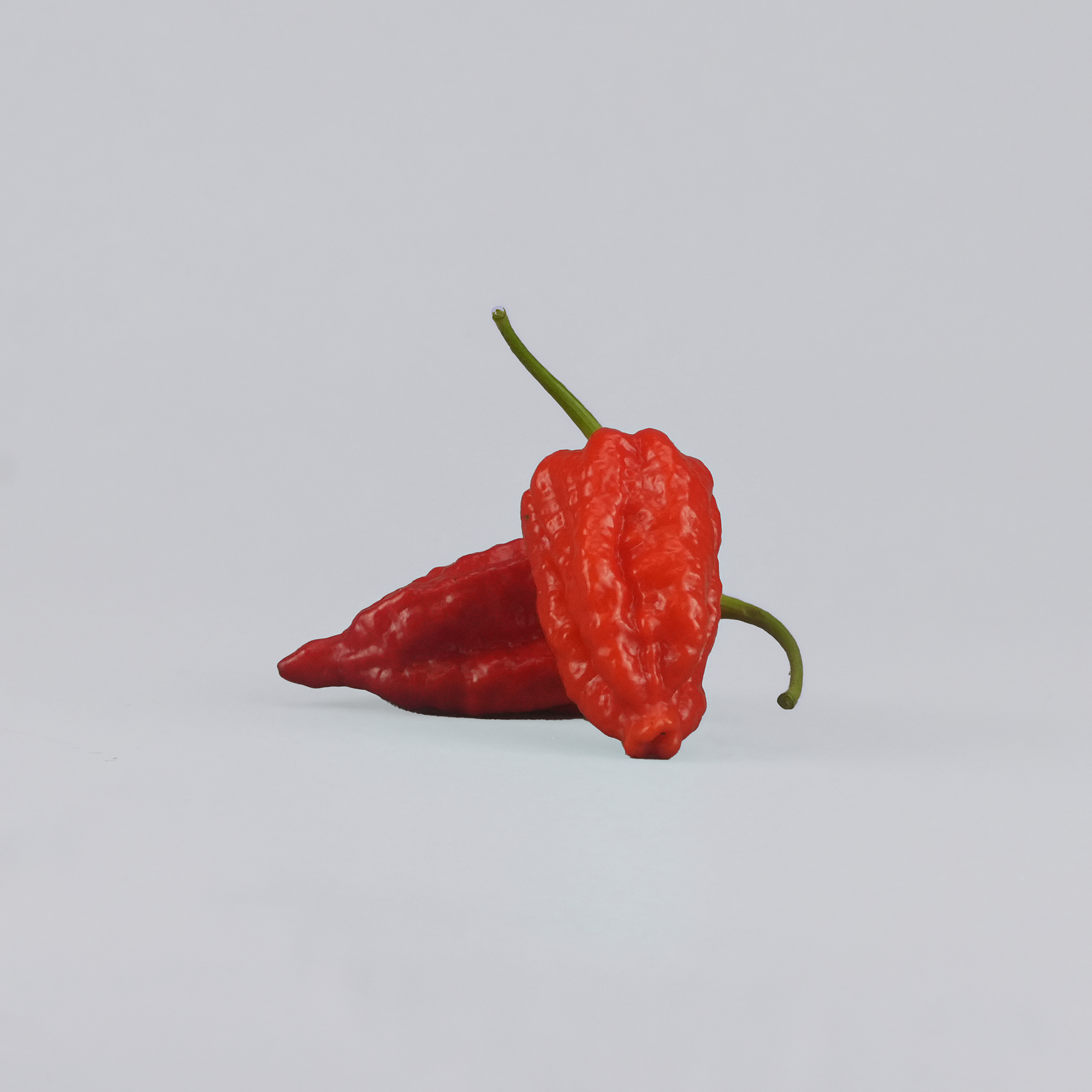 chillinew - product image