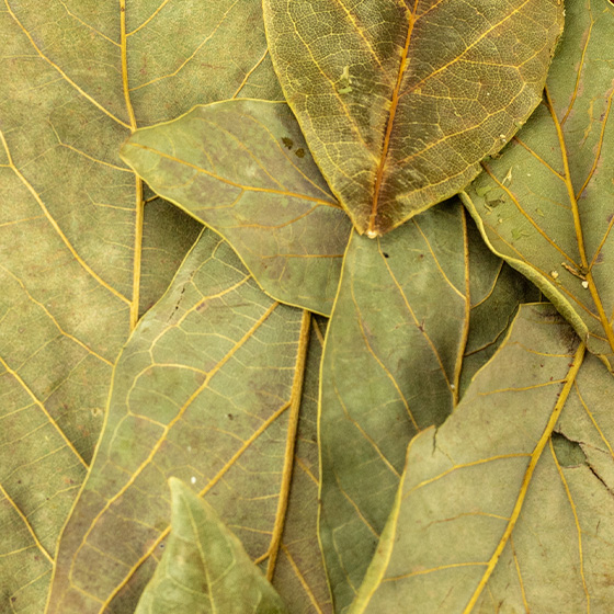 Avocado leaves product - product image